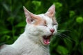 Portrait of a yawning white cat in the grass Royalty Free Stock Photo