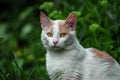 Portrait of a beautiful white cat in the grass Royalty Free Stock Photo