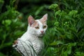 Portrait of a beautiful white cat in the grass Royalty Free Stock Photo