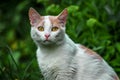 Portrait of a beautiful white cat in the grass Royalty Free Stock Photo