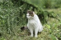 White cat with gray and red spots sits on the grass near the bushes Royalty Free Stock Photo