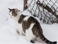 White cat with gray spots on the snow