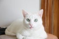 White cat green eyes Royalty Free Stock Photo