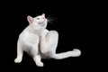 White cat with green eyes isolated on black scratching itself with back paw