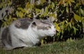 White cat with green eyes ready to attack Royalty Free Stock Photo