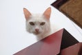 White cat on roof edge staring downwards