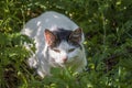 White cat on green grass Royalty Free Stock Photo