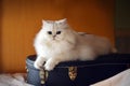 White cat with guitar Royalty Free Stock Photo