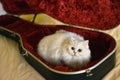 White cat with guitar Royalty Free Stock Photo