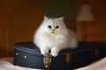 White cat with guitar Royalty Free Stock Photo