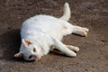 white cat has different blue yellow eyes lie down rest Royalty Free Stock Photo