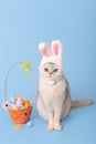 white cat in hat with bunny ears and Easter basket with colorful eggs on blue background