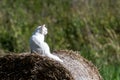 White cat on hay roll Royalty Free Stock Photo