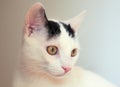 White cat head portrait on white background