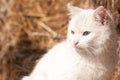 White cat with heterochromia