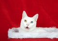 White cat with heterochromia looking at viewer with mouth open, laying in a Christmas basket Royalty Free Stock Photo