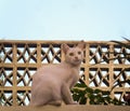 White cat with heterochromia sitting in the height. An eye is blue, the other yellow Royalty Free Stock Photo