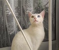 White cat with heterochromia sitting on a windowsill looking up. An eye is blue, the other yellow Royalty Free Stock Photo