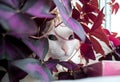 White cat hides in purple Oxalis flower.