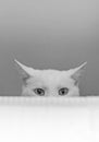 White cat hiding. Royalty Free Stock Photo