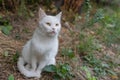 White cat with hypnotizing eyes Royalty Free Stock Photo