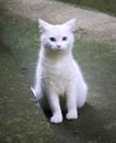 White cat indisposed and posing Royalty Free Stock Photo