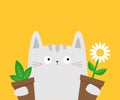 White cat kitten kitty holding daisy chamomile, green leaves plant. Flower pot. Camomile bouquet. Happy Valentines Day. Cute Royalty Free Stock Photo
