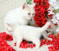 A white cat with a white kitten surrounded by red flowers. Royalty Free Stock Photo