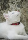 the white cat lay on the floor Royalty Free Stock Photo