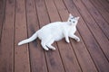 White cat laydown on the old red deck