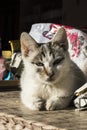 White cat laying down. Royalty Free Stock Photo