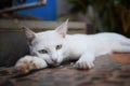 White cat laying down on staircase Royalty Free Stock Photo