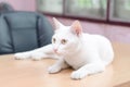 White cat laying down on the table Royalty Free Stock Photo