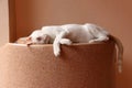 White cat laying down on the water tank on orange color background. Royalty Free Stock Photo