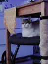 White cat lays down on the chair, pet, mamal, animal