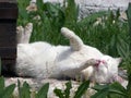 White cat licks his hand on the green grass Royalty Free Stock Photo