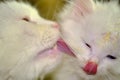 White cat licks kitten color low light Royalty Free Stock Photo