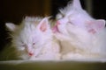 White cat licks kitten low light color Royalty Free Stock Photo