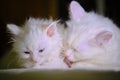 White cat licks kitten low light color Royalty Free Stock Photo