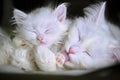 White cat licks kitten low light color Royalty Free Stock Photo