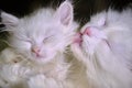 White cat licks kitten low light color Royalty Free Stock Photo