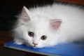 White Cat Royalty Free Stock Photo