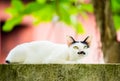 White cat lie down on fence Royalty Free Stock Photo