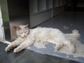 White cat lie down Royalty Free Stock Photo