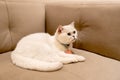 White cat lie down on sofa and look to front or right direction and stay in the house Royalty Free Stock Photo