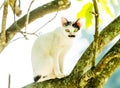 White cat lie down on tree Royalty Free Stock Photo