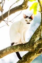 White cat lie down on tree Royalty Free Stock Photo