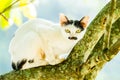 White cat lie down on tree Royalty Free Stock Photo