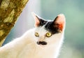 White cat lie down on tree Royalty Free Stock Photo