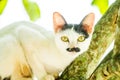 White cat lie down on tree Royalty Free Stock Photo